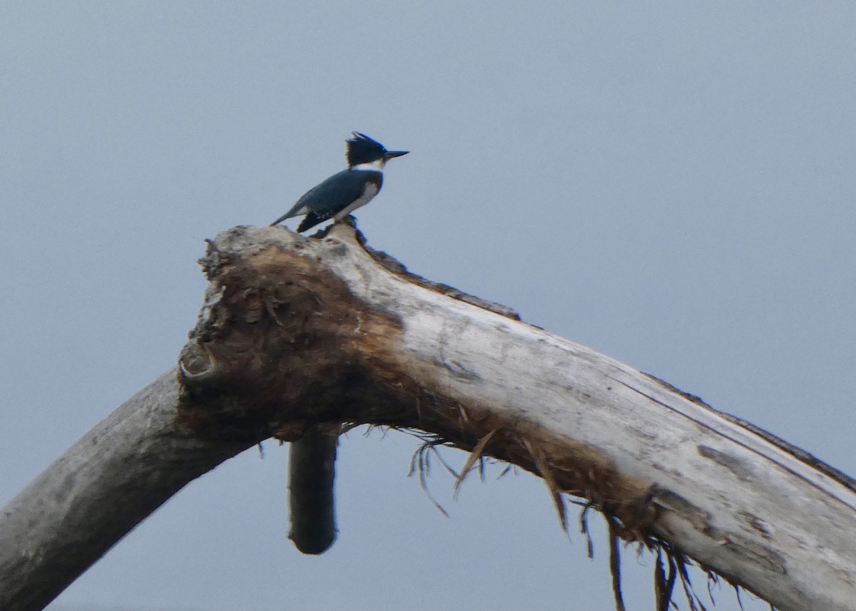 Belted Kingfisher - Jon D. Erickson