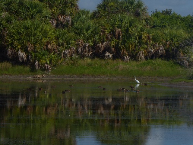 Great Egret - ML355828761