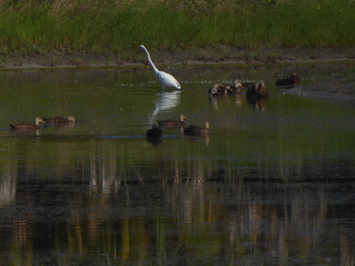 Great Egret - ML355828781