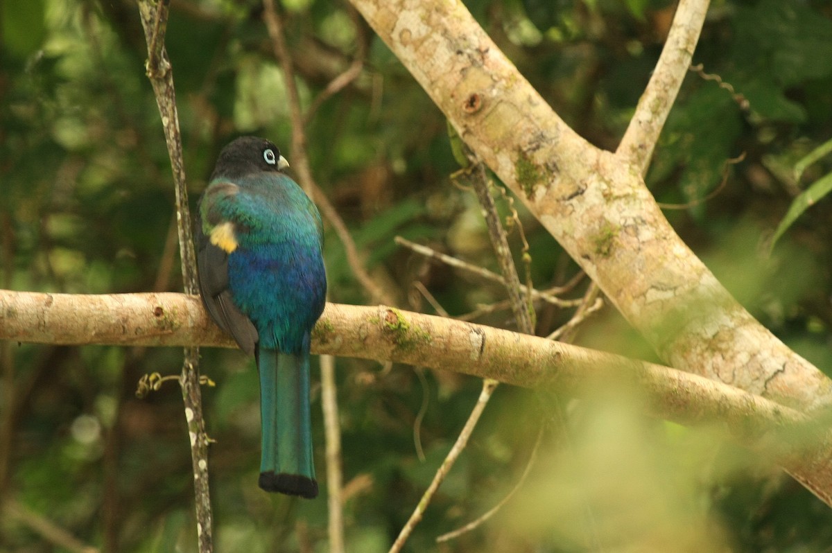 Black-headed Trogon - ML35582961