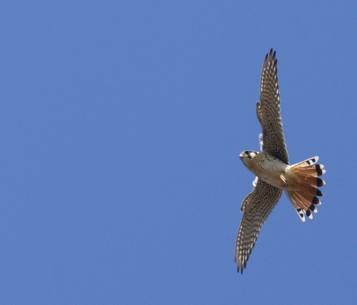 American Kestrel - ML355829641