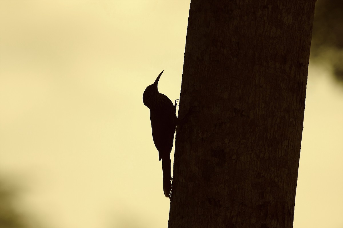 Streak-headed Woodcreeper - ML35583051