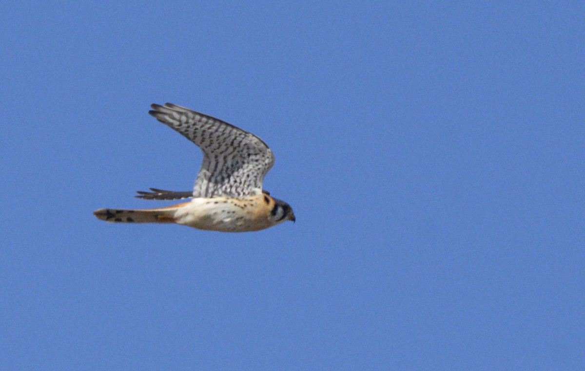 American Kestrel - ML355831391