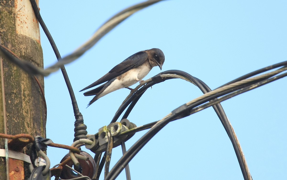 Gray-breasted Martin - ML35583151