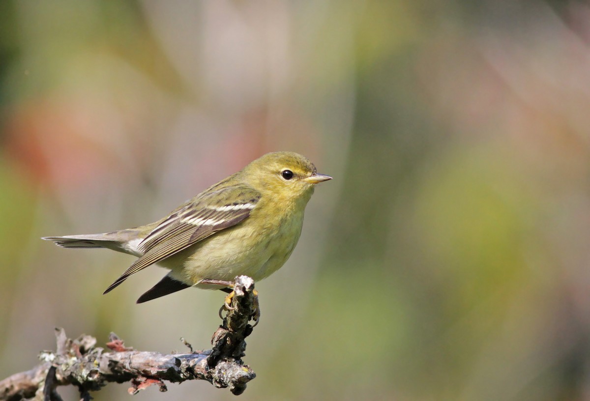 Blackpoll Warbler - Ian Davies