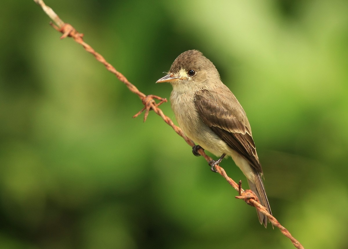 Willow Flycatcher - ML35583211