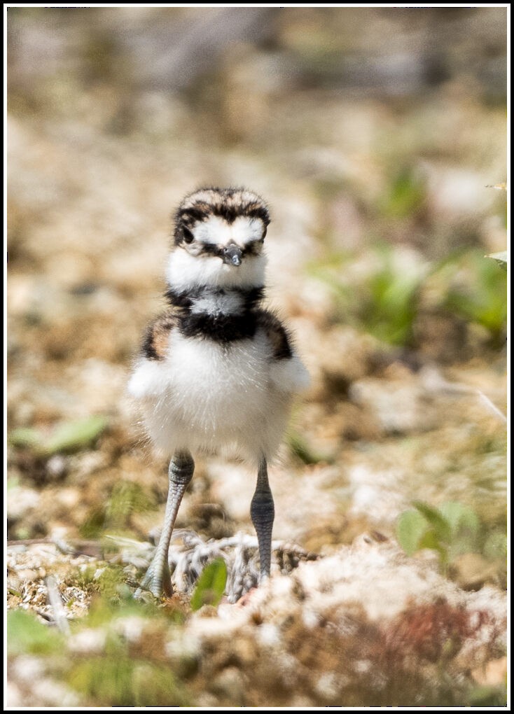 Killdeer - ML355832121