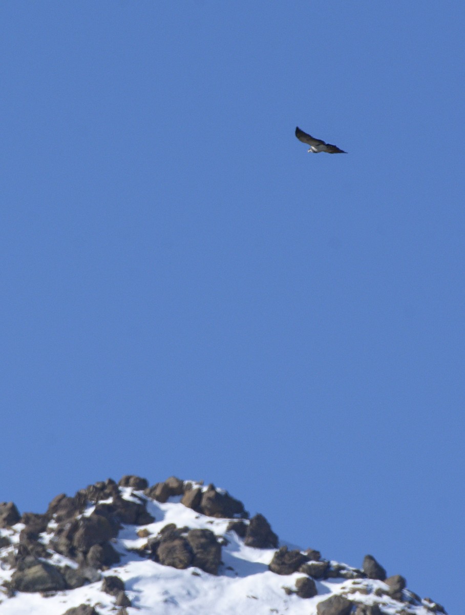 Black-chested Buzzard-Eagle - Marisol Paz Oporto Fuentes