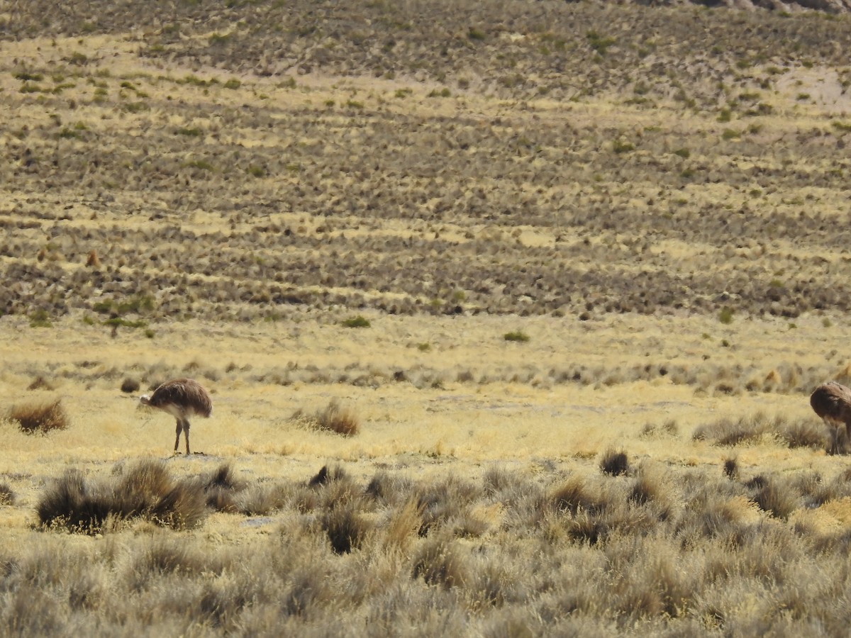 Lesser Rhea - David  Samata Flores