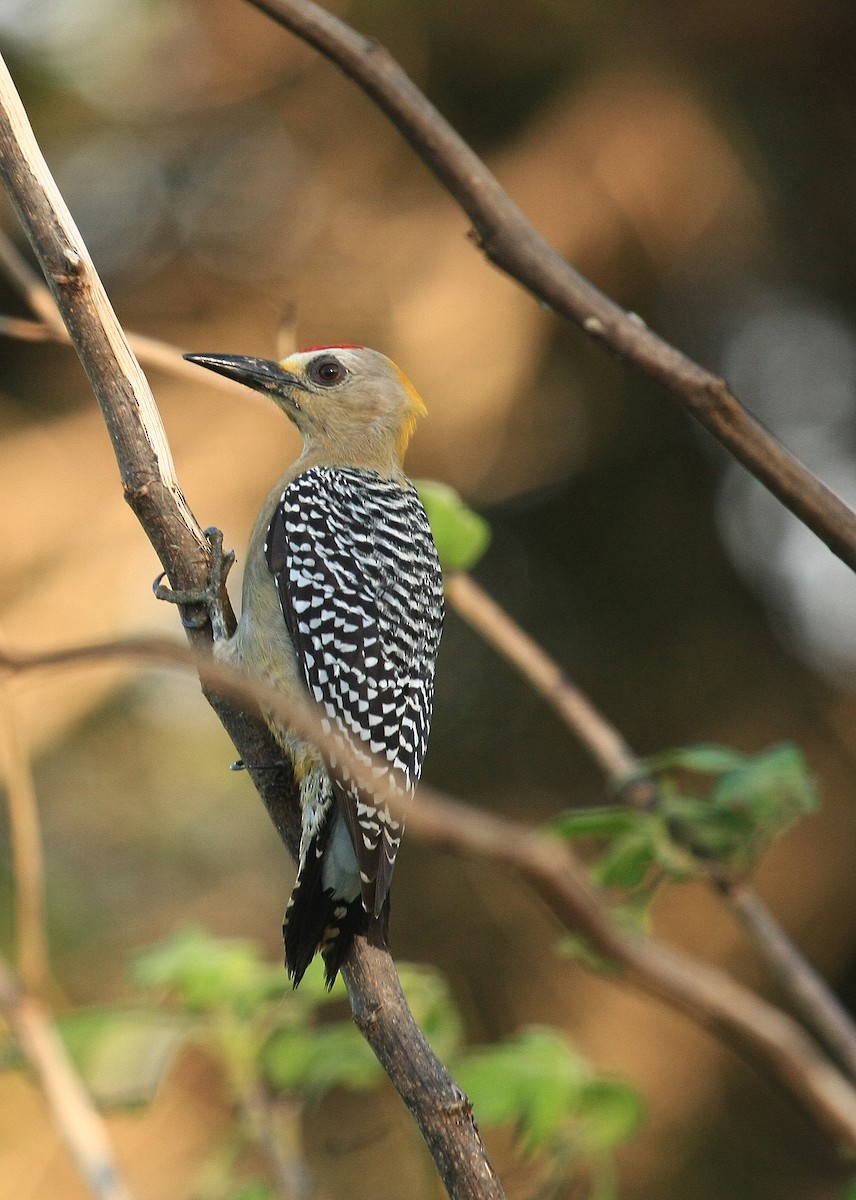 Hoffmann's Woodpecker - Tim Lenz