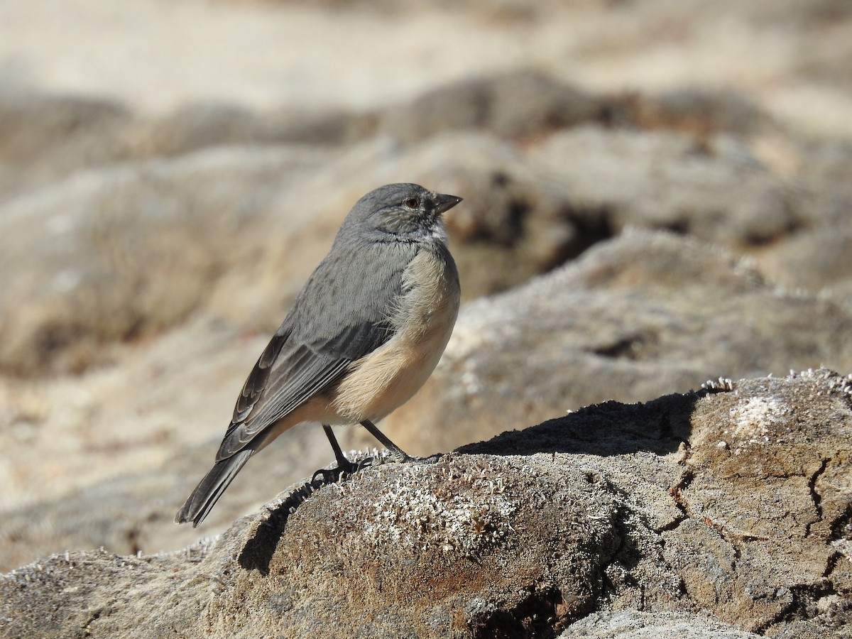 White-throated Sierra Finch - ML355835471