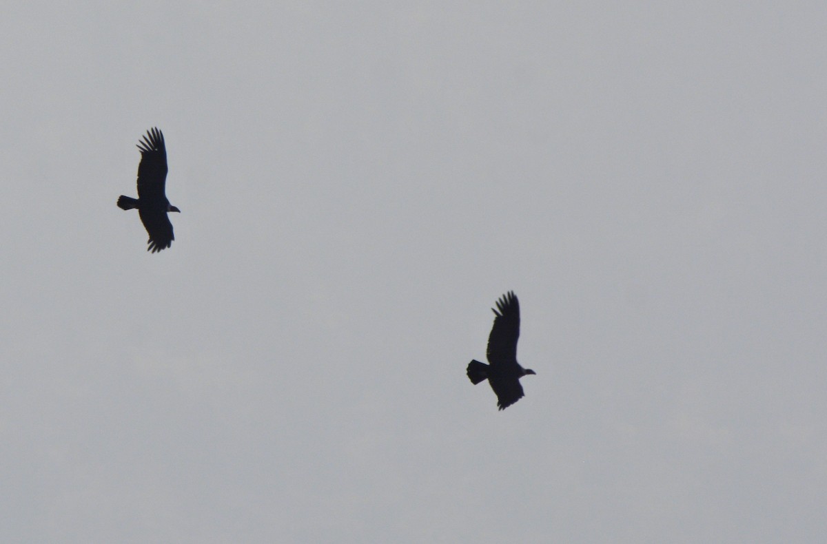 Andean Condor - ML355835591