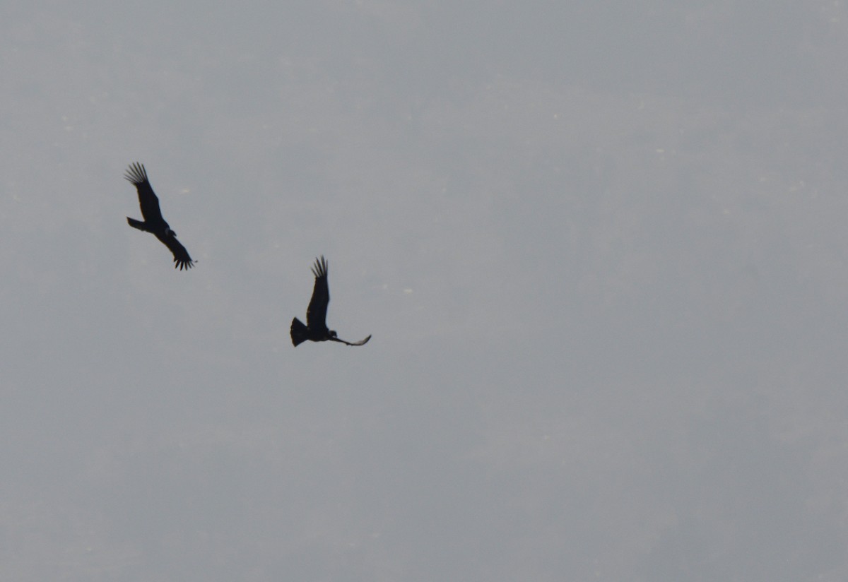 Andean Condor - ML355836371