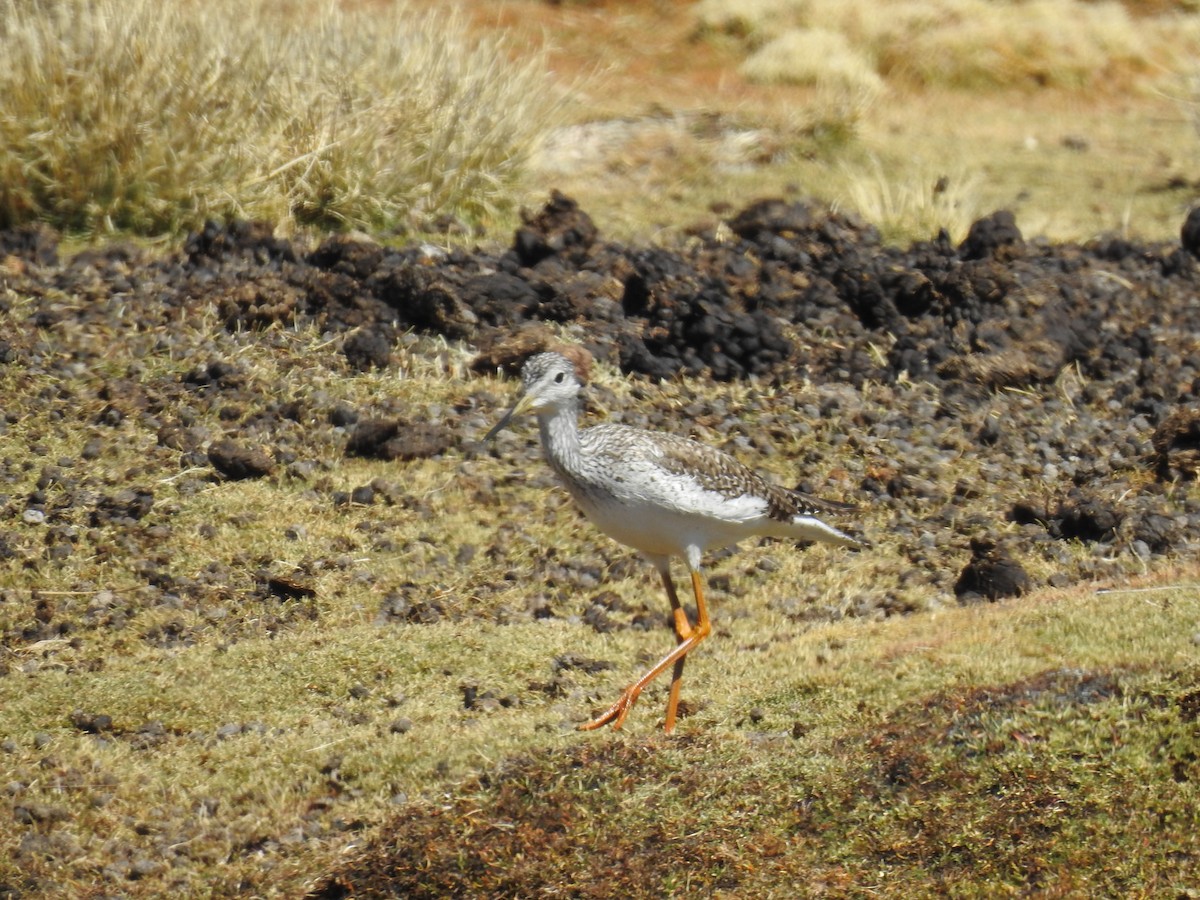 Greater Yellowlegs - ML355836921