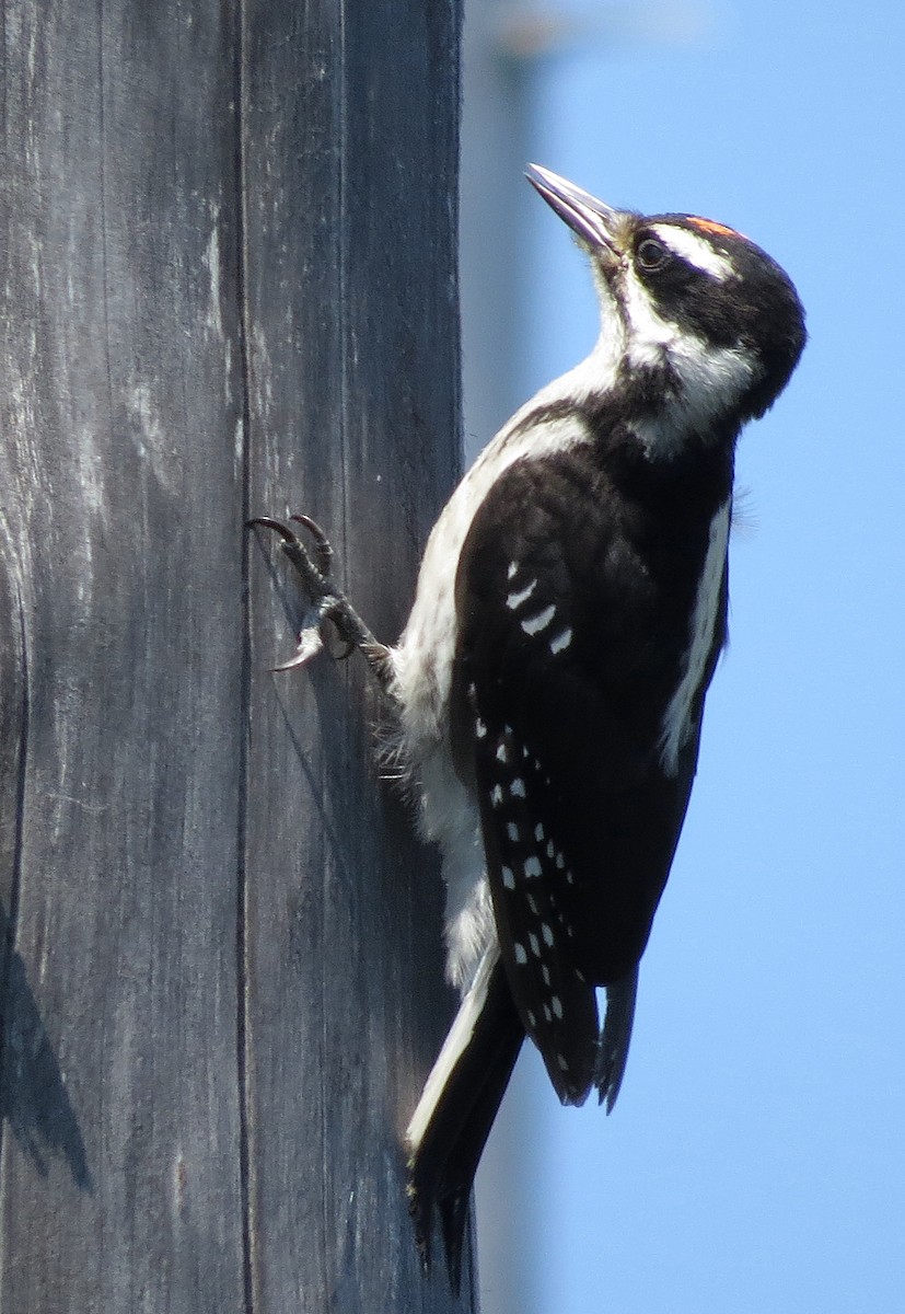Hairy Woodpecker - ML355837101