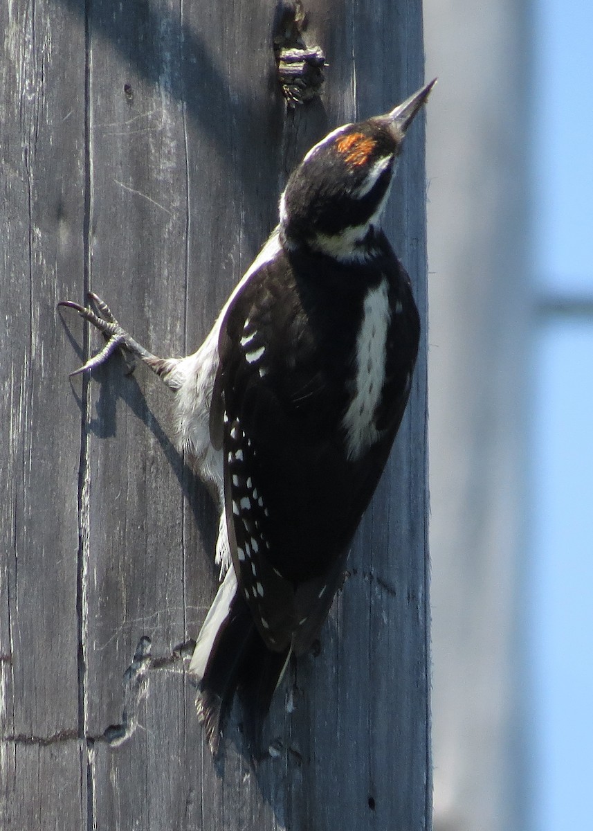 Hairy Woodpecker - ML355837121