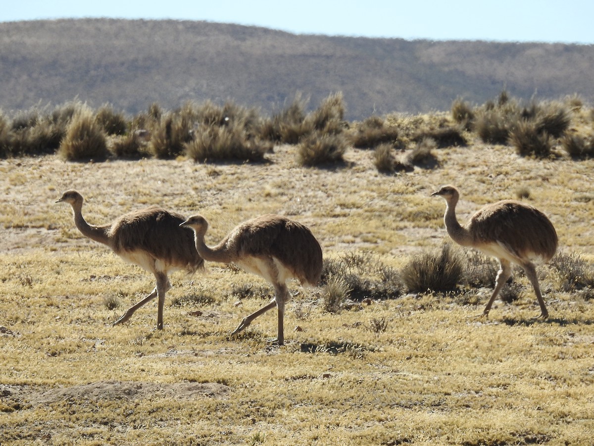 Lesser Rhea - David  Samata Flores