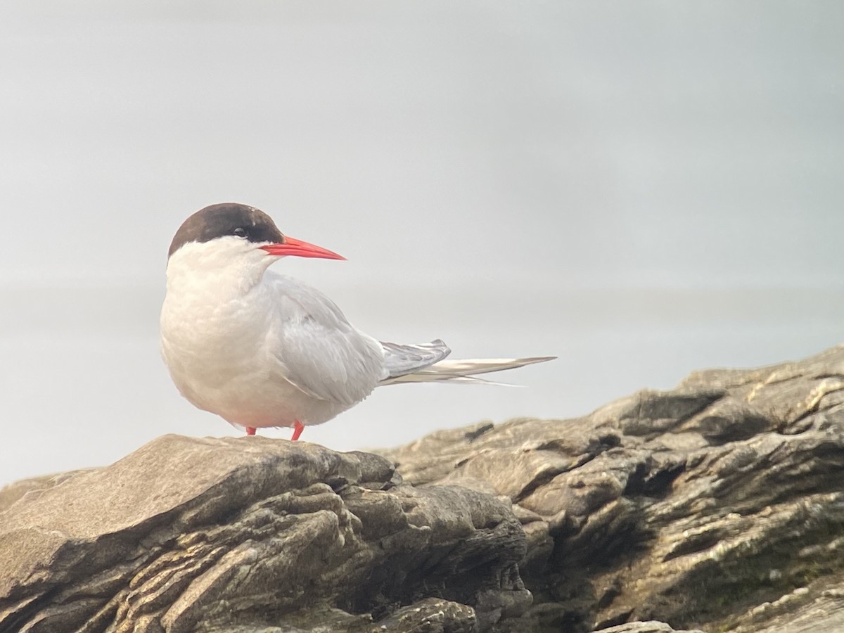 Arctic Tern - ML355837331