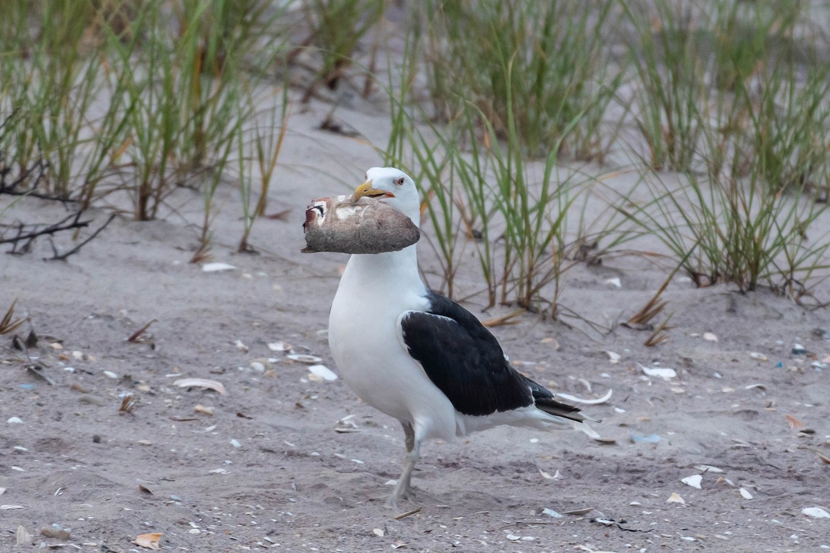 Great Black-backed Gull - ML355838451