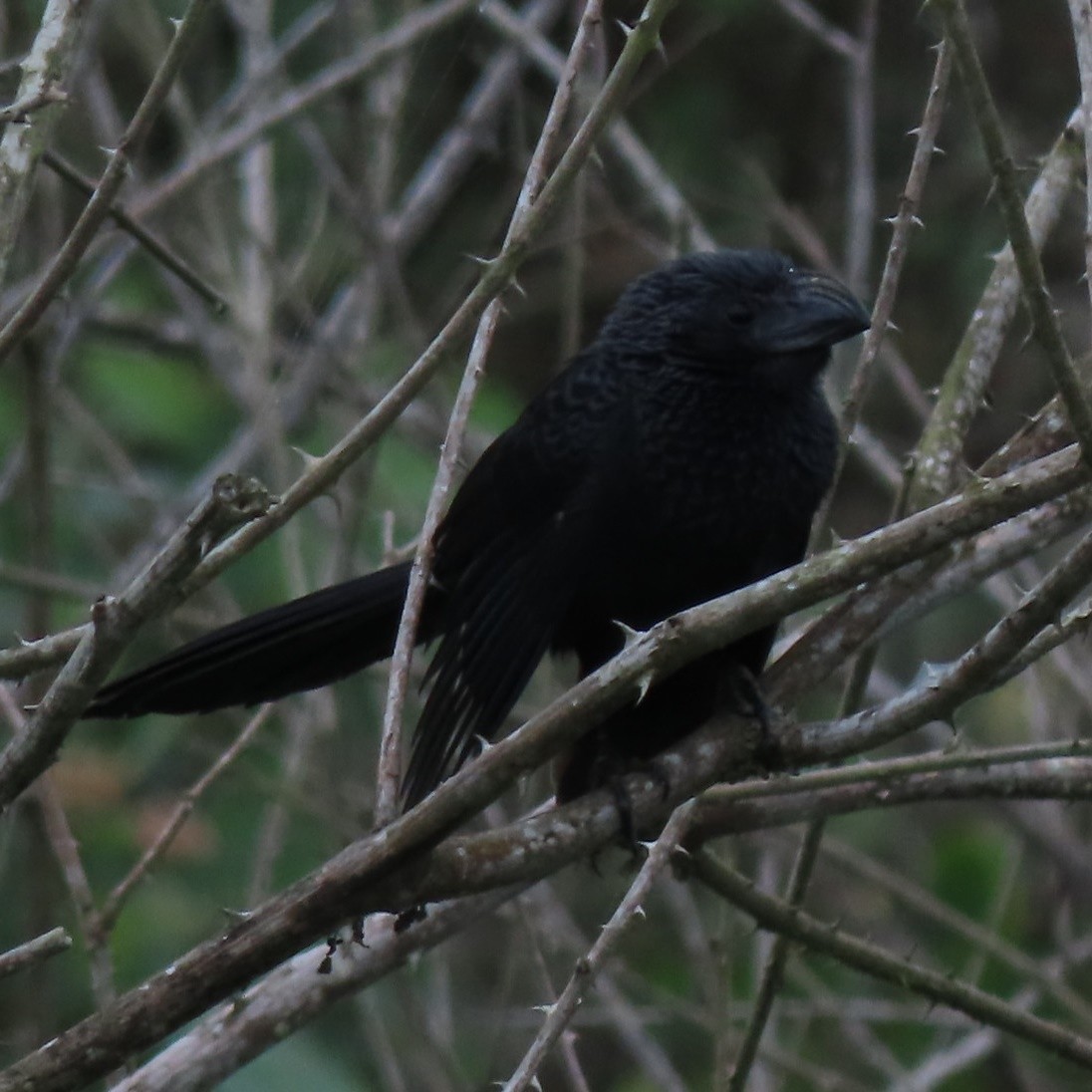 Groove-billed Ani - Emily Larson