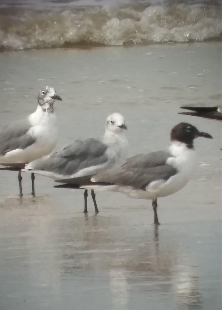 Laughing Gull - ML355838891