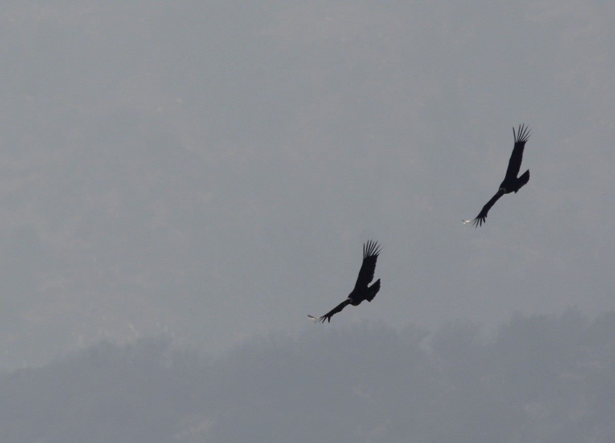 Andean Condor - ML355839371