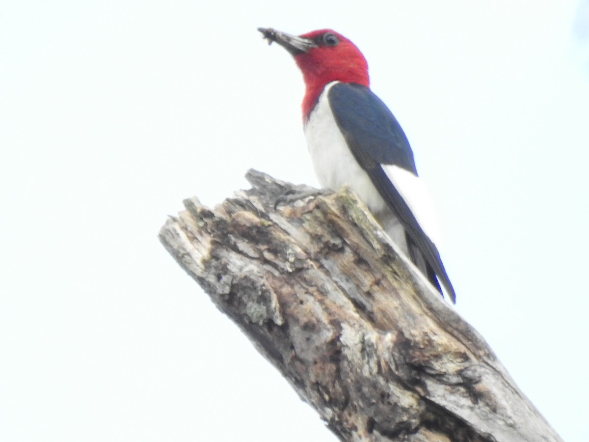 Red-headed Woodpecker - Janet Pellegrini
