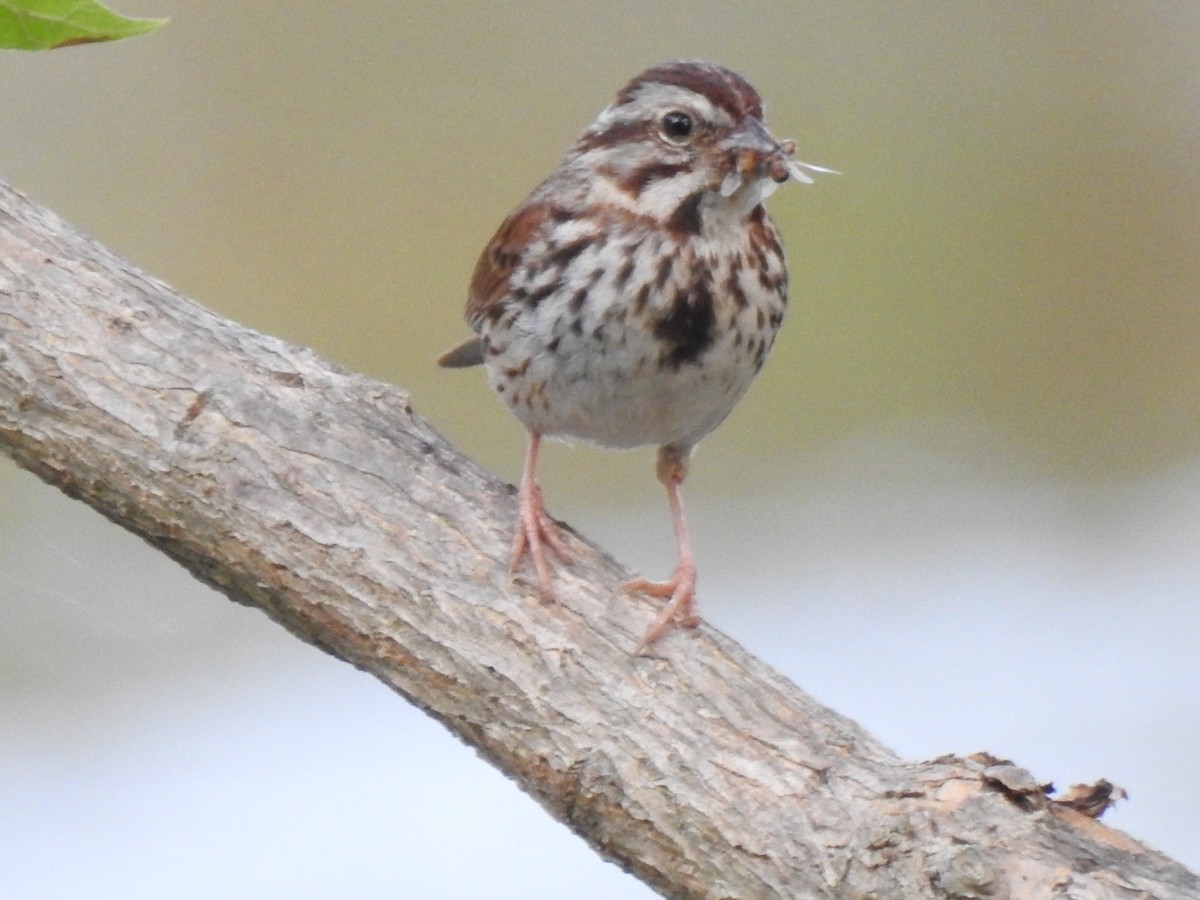 Song Sparrow - Janet Pellegrini