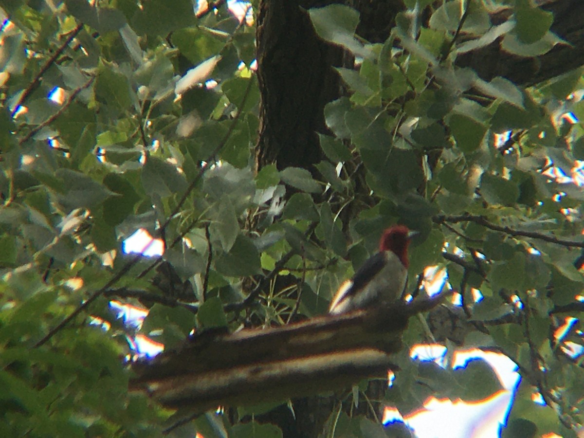 Red-headed Woodpecker - ML355842431