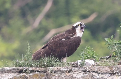 Balbuzard pêcheur - ML355843261