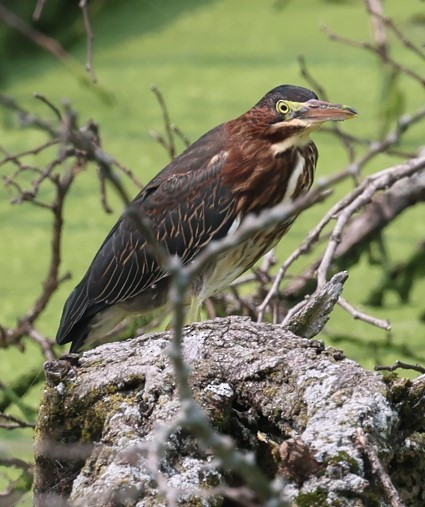 Green Heron - ML355843371