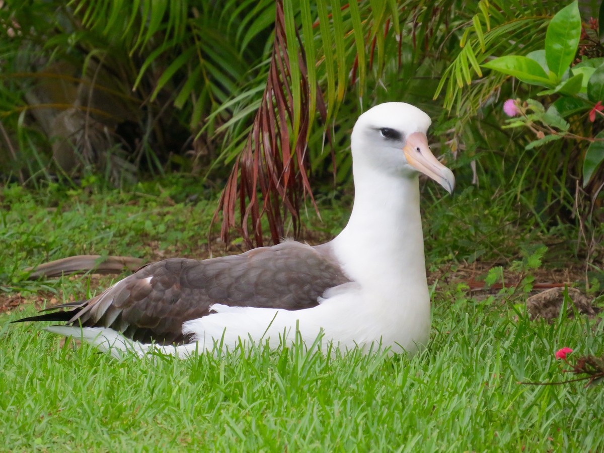 albatros laysanský - ML35584791