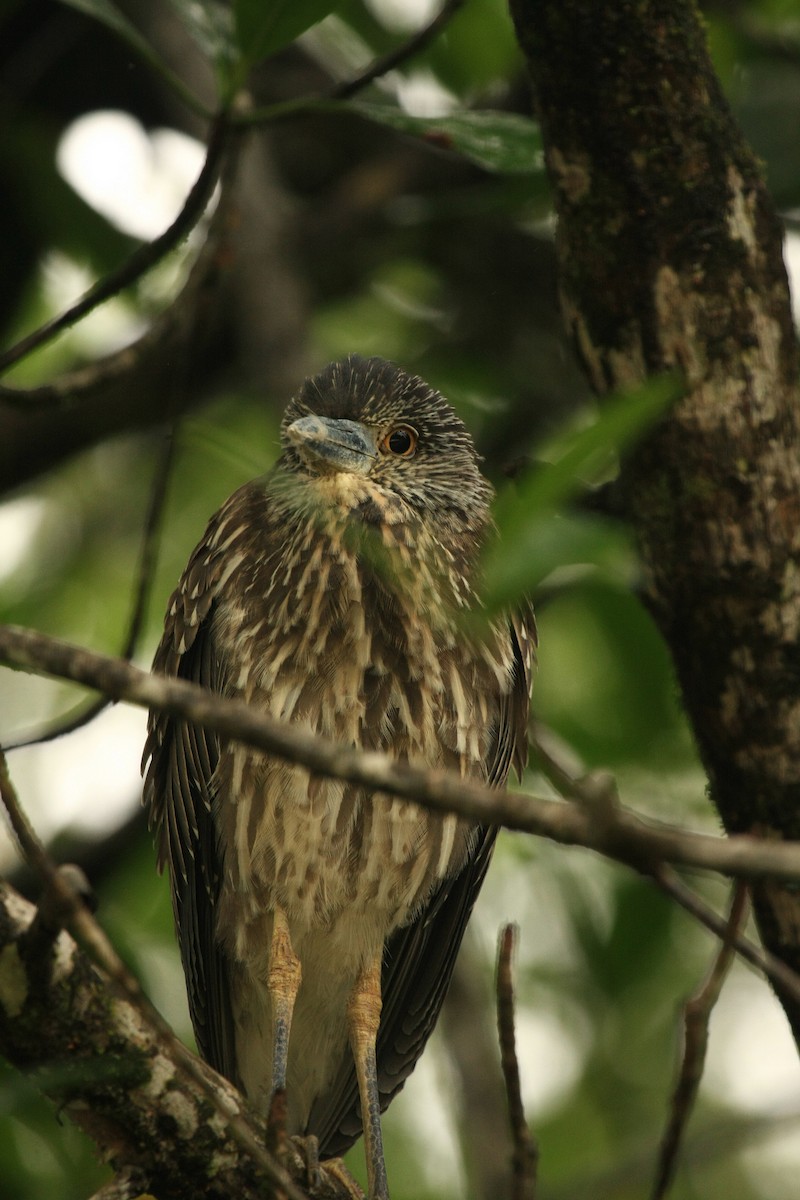 Yellow-crowned Night Heron - ML35584891