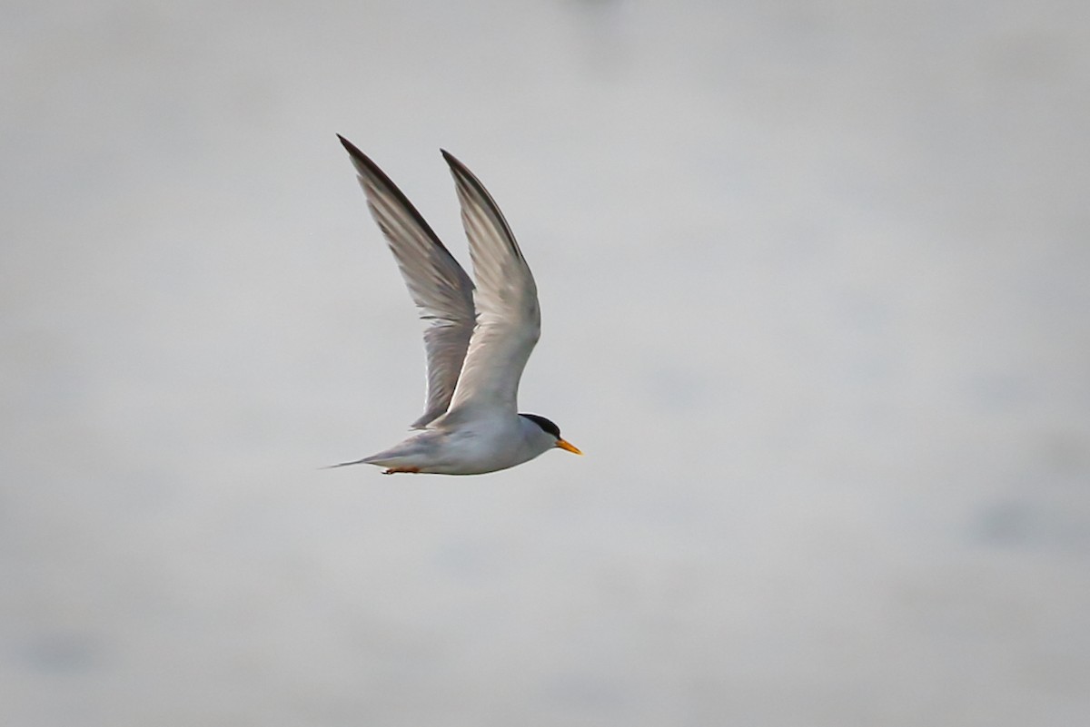 Least Tern - ML355849451