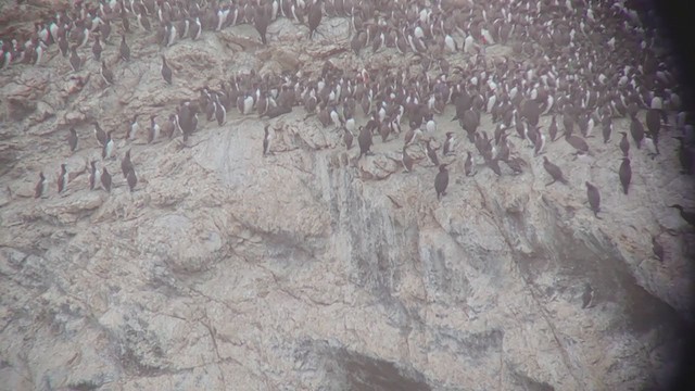 Common Murre - ML355850501