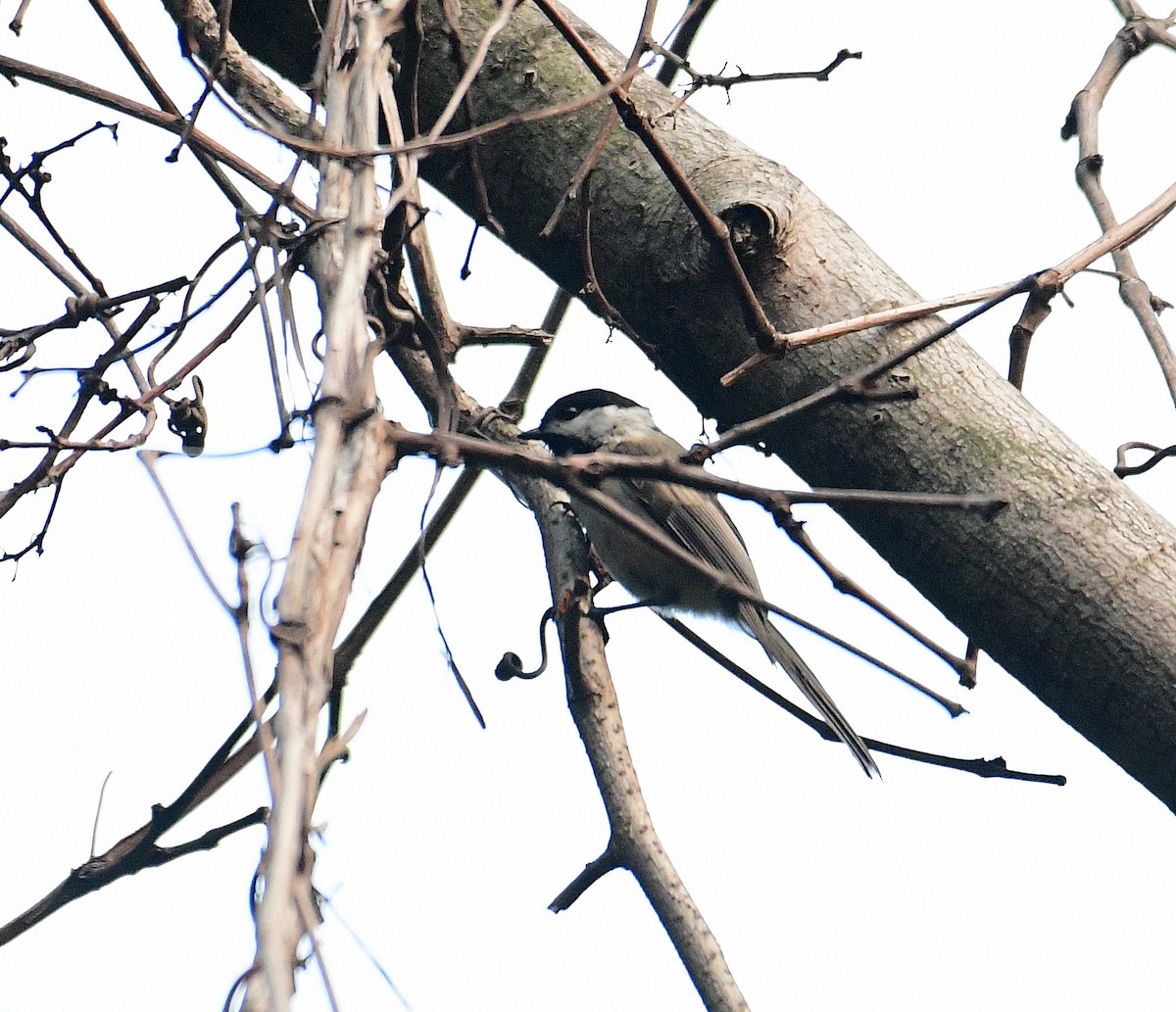 Black-capped Chickadee - ML355851411
