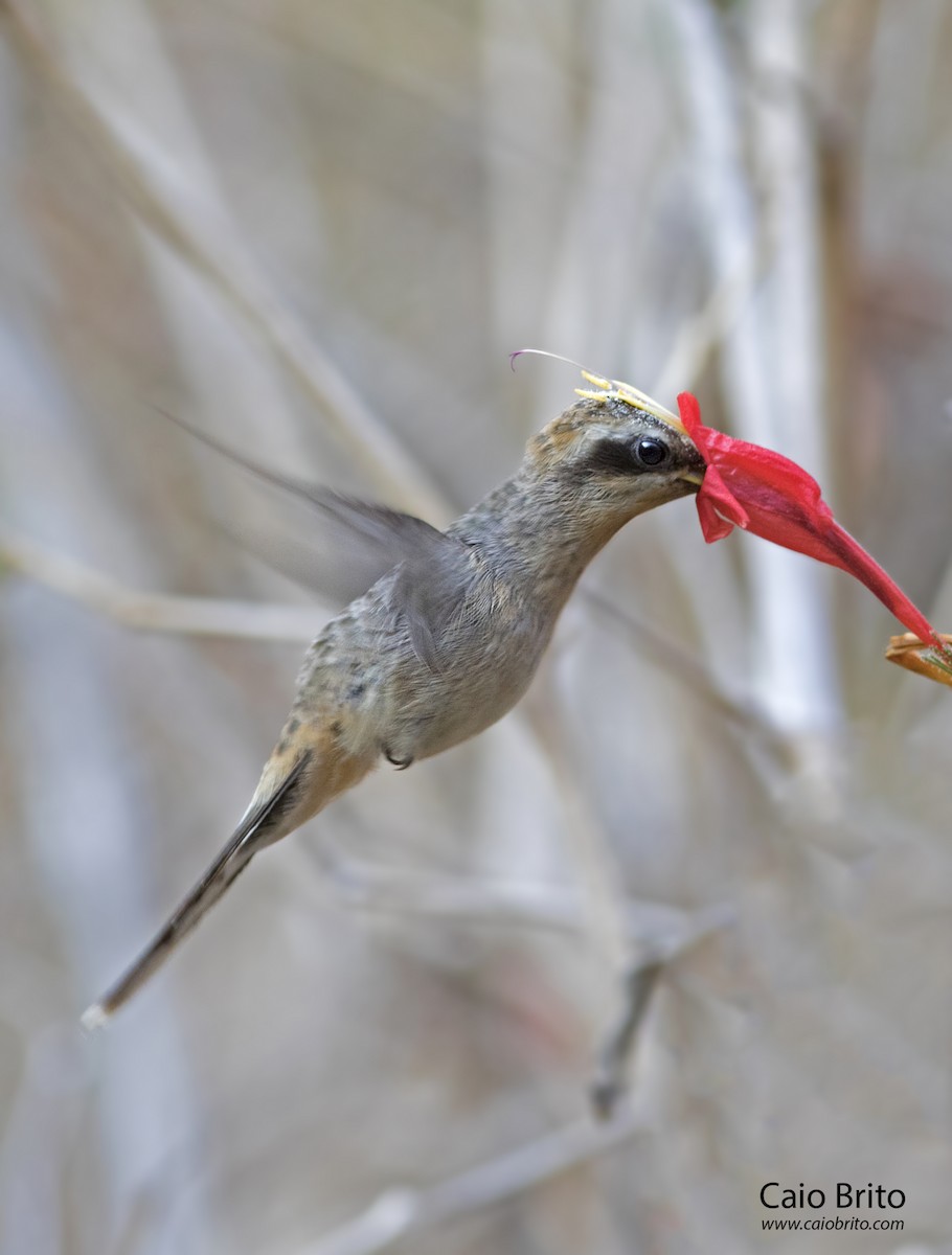 Broad-tipped Hermit - ML35585151