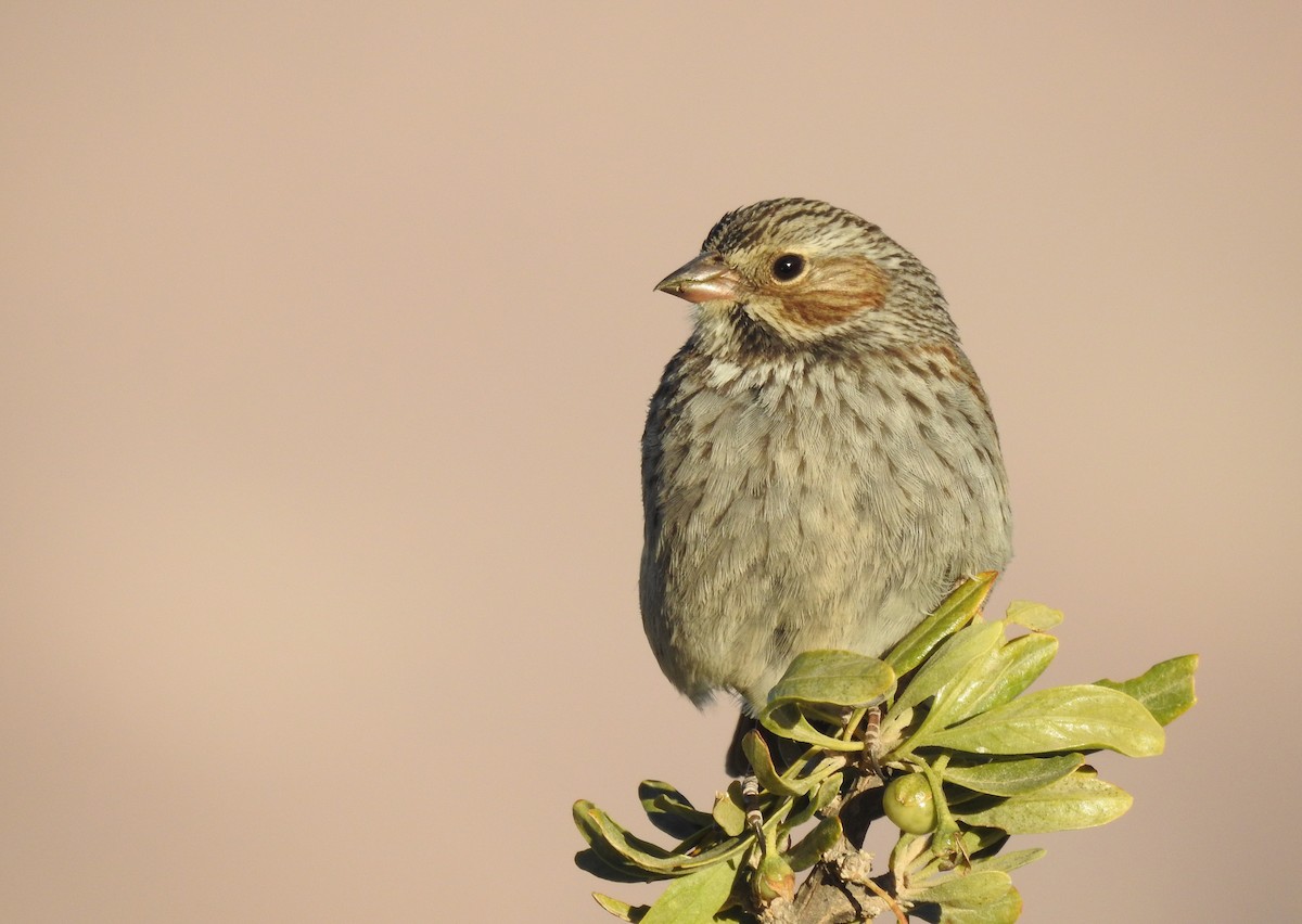 Mourning Sierra Finch - Pablo Gutiérrez Maier