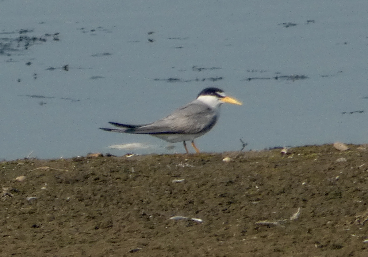 Least Tern - ML355852391