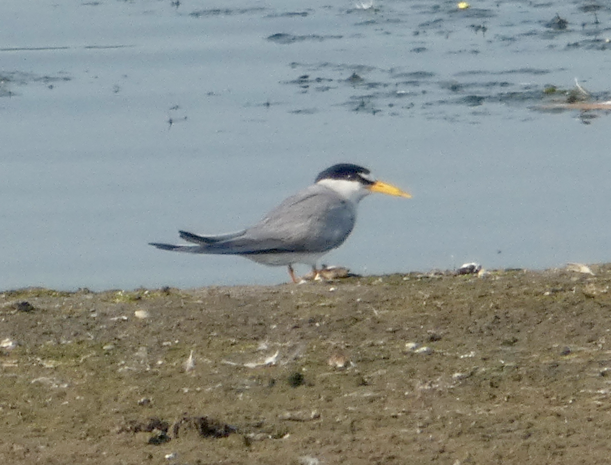 Least Tern - ML355852881