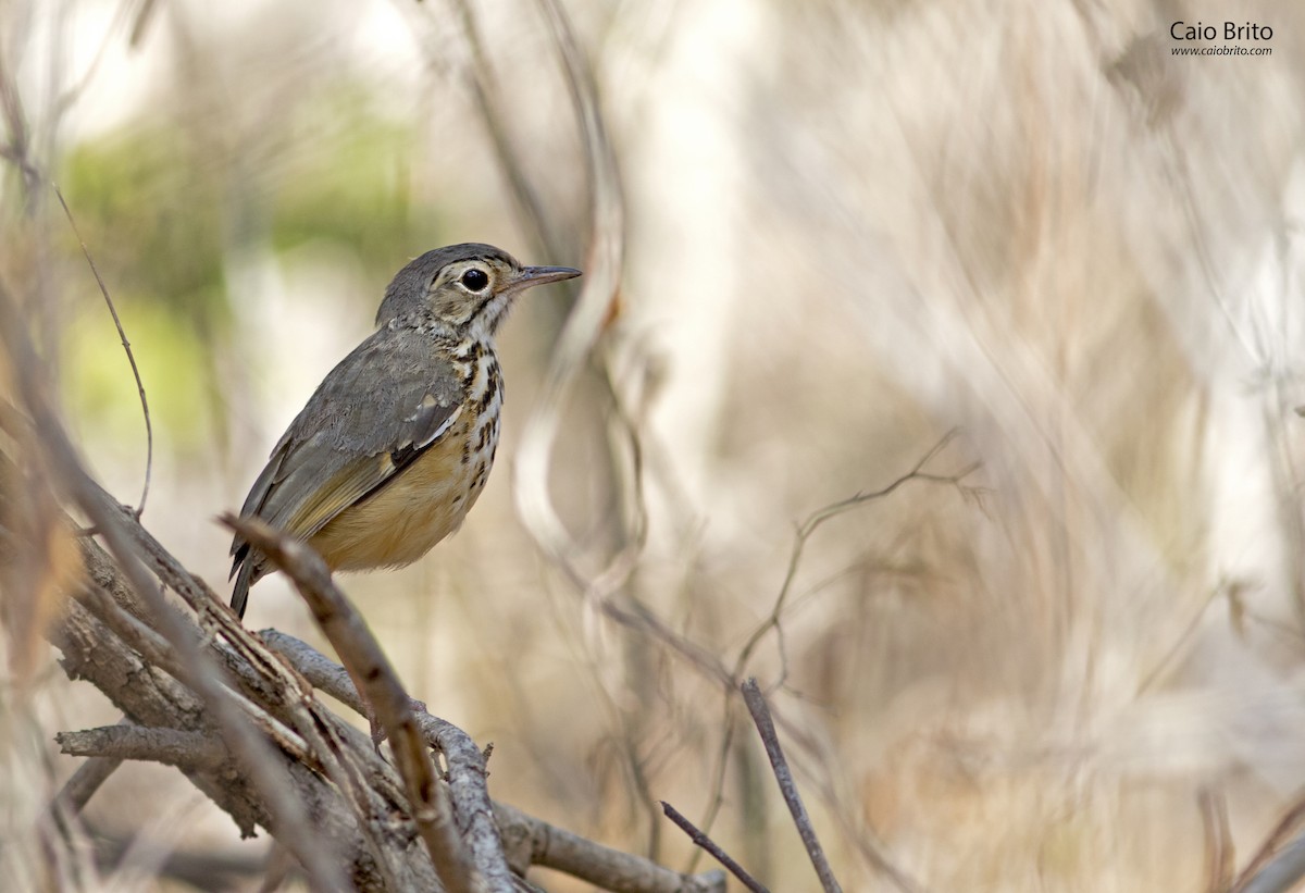 White-browed Antpitta - Caio Brito | Brazil Birding Experts