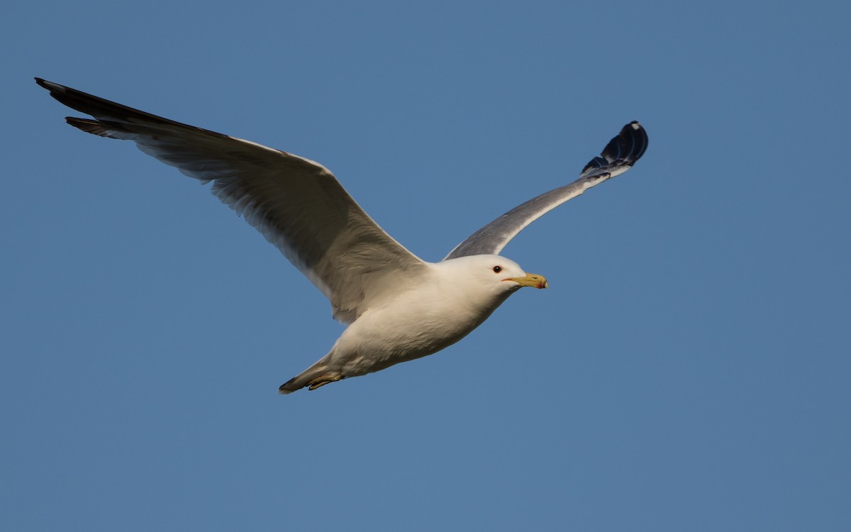 California Gull - ML355853401