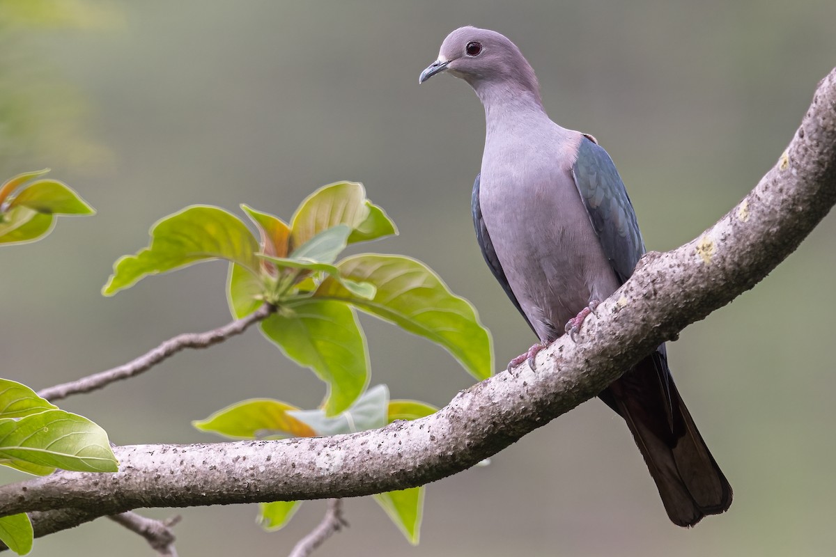 Green Imperial-Pigeon - Hari K Patibanda