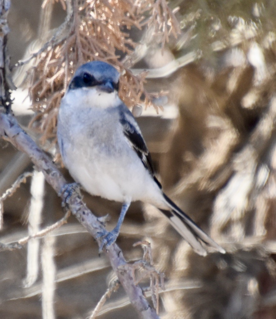 Loggerhead Shrike - ML355855021