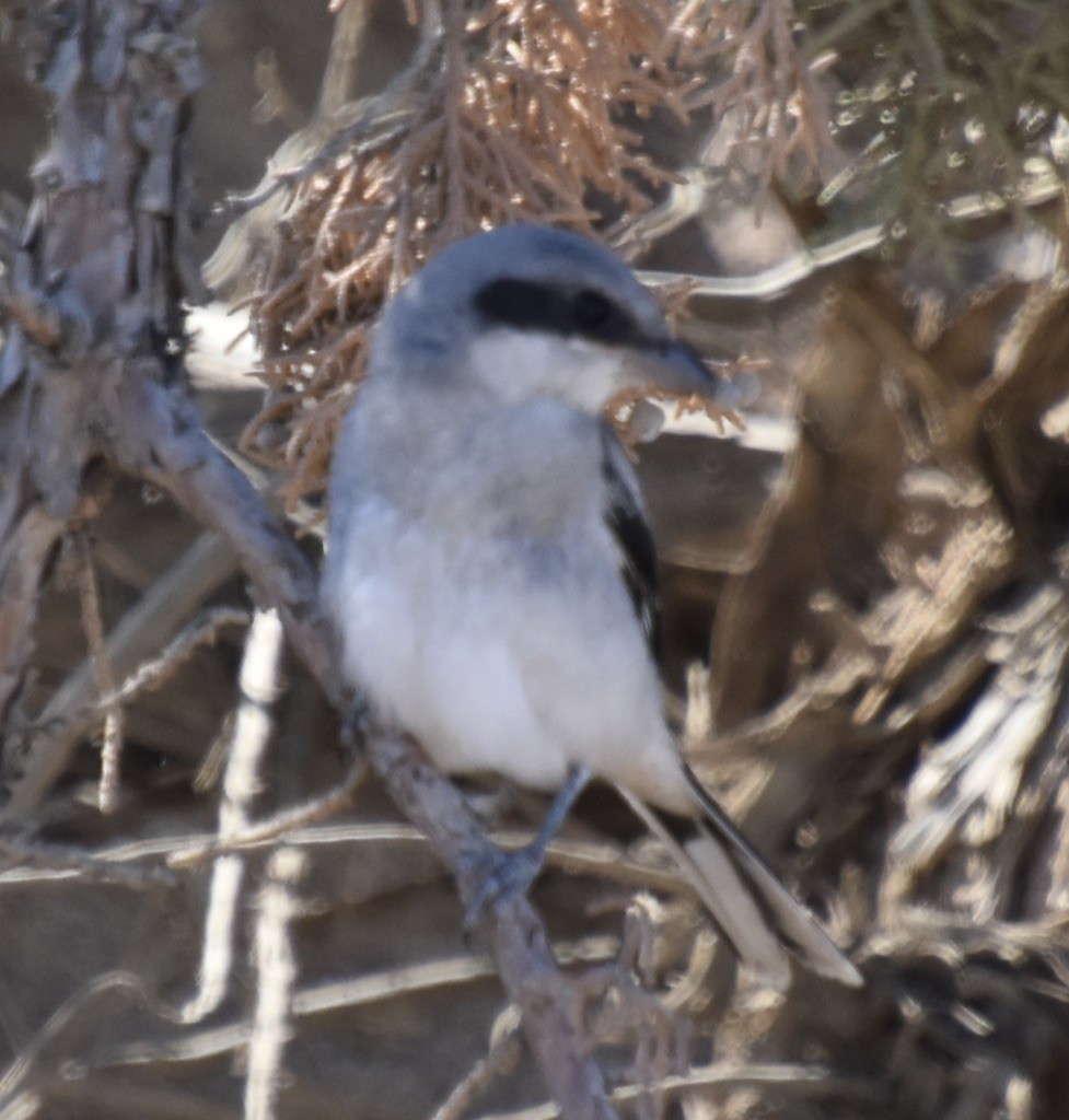 Loggerhead Shrike - ML355855061