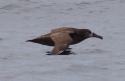 albatros černonohý - ML355856271