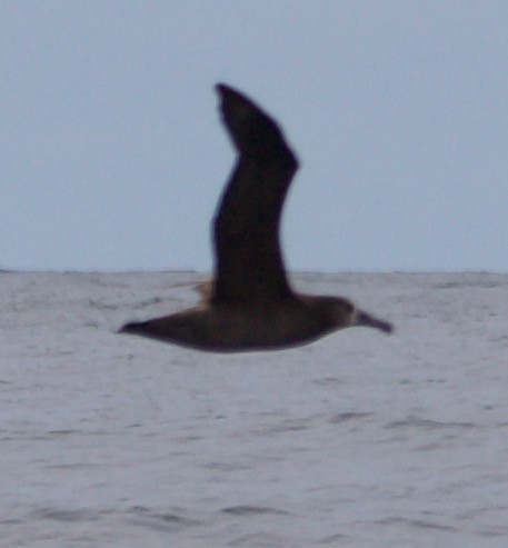 Albatros à pieds noirs - ML355856301
