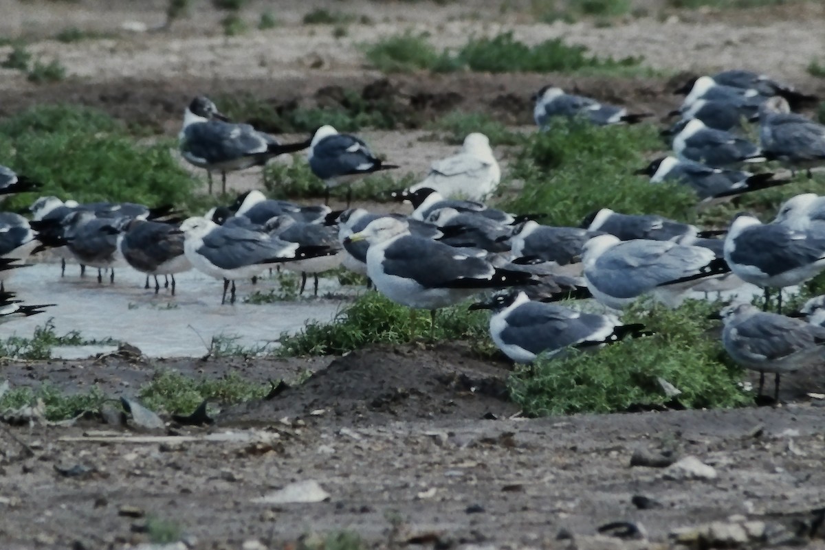 Black-tailed Gull - ML355858741