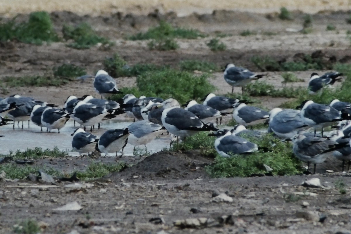 Gaviota Japonesa - ML355858751