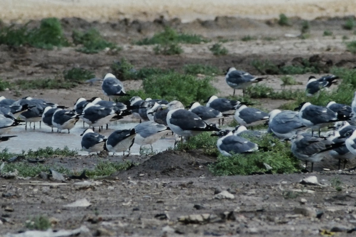 Black-tailed Gull - Laurens Halsey